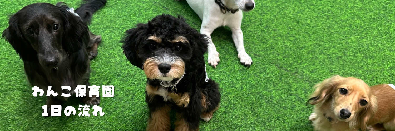 保育園1日の流れ＆コースのご説明 - BONZ DOGRUN【ボンズドッグラン】